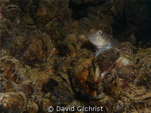 Round Goby on Zebra Mussels-off Port Weller, Lake Ontario... by David Gilchrist 